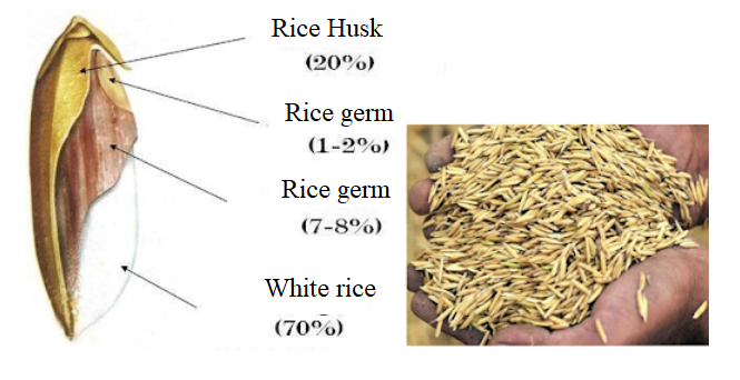 Rice husk is hard shell outside a white rice